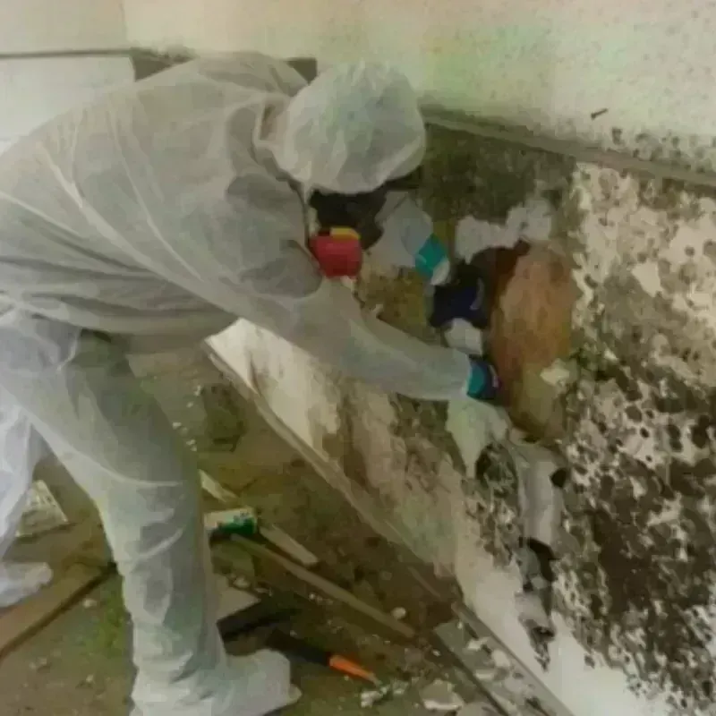 Mold Remediation and Removal in Beadle County, SD